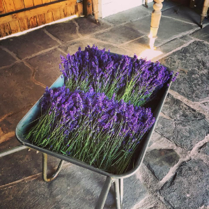 Freshly Cut Lavender