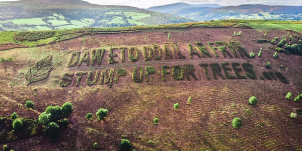 Stump Up For Trees Landscape