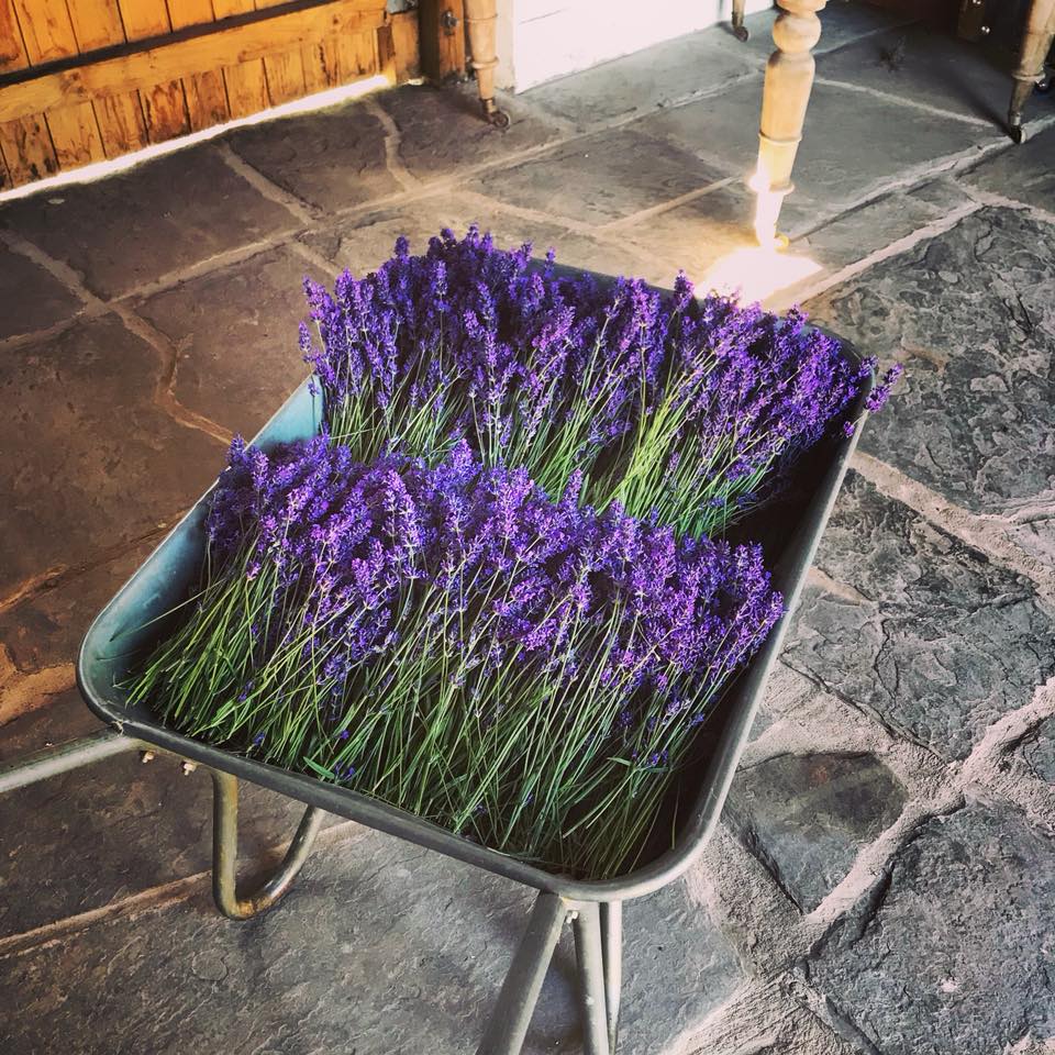 Freshly cut lavender at Farmers' Welsh Lavender near Brecon